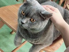 -藦茜花园宠物主题亲子互动体验馆(国顺东路店)