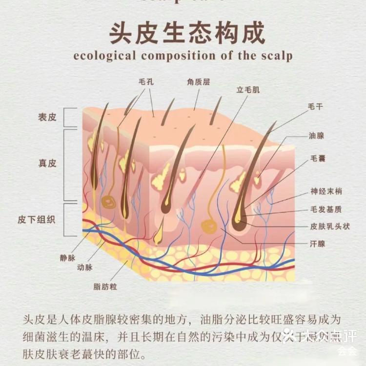 正常毛囊皮脂腺图片图片