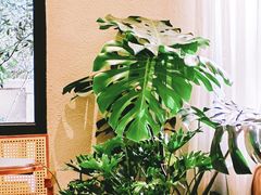 -COTTON CAFE(德信·中外公寓店)