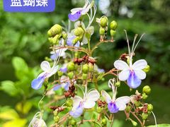 -东莞植物园