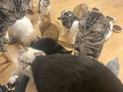 -有喵·猫咖·狗咖·30几只猫10只小狗(岗厦店)