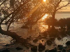 -宝安西湾红树林湿地公园