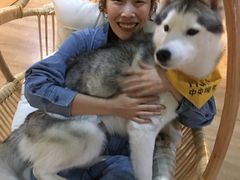 -Husky Go! 哈士奇体验馆·宠物咖啡厅狗咖