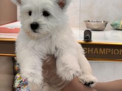 -翊宠yipet猫狗购宠庄园犬舍•猫舍