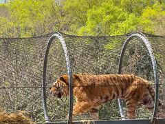 -大连森林动物园