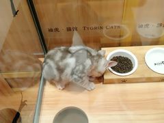 -袖虎·猫馆(体育西路店)