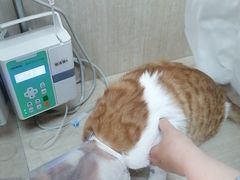 -北京观赏动物医院·24小时大型综合·猫专科·异宠专科