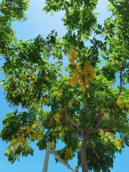 -厦门市儿童医院