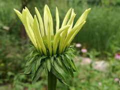 -昆山城市生态森林公园