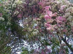 -深圳国际园林花卉博览园