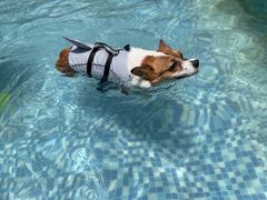 -汪说喵讲宠物乐园宠物酒店(红星美凯龙店)