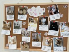 -猫腻·猫咖·撸猫馆(星光大道店)