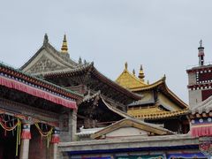 -塔尔寺-菩提树