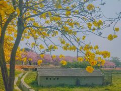 -天适樱花悠乐园