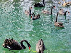 -长白岛森林公园