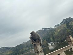 -黔灵山公园