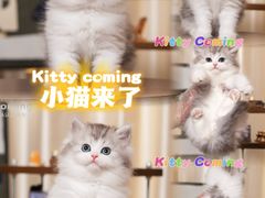 -小猫来了·猫舍(红山六九七九店)