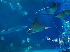 -烟台海昌鲸鲨海洋公园