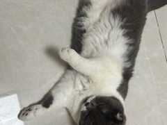 -瑞鹏宠物医院·骨科·猫科·内科(第一中心)