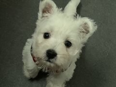 -翊宠yipet猫狗购宠庄园犬舍•猫舍