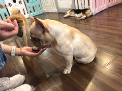 -柯斗斗主题餐厅·狗咖·围炉煮茶·茶饮(国瑞升平里店)