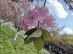 -高东镇樱花园