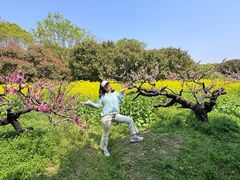 -南汇桃花村