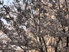 -高东镇樱花园