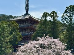 -醍醐寺
