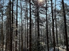 -四明山国家森林公园