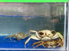 -阳澄湖大闸蟹·琼灵阁牌品牌连锁(吴中总店)