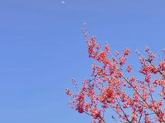 -顾村公园