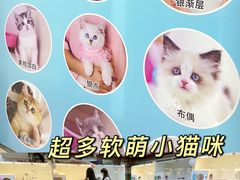 -lincat·猫舍(广州店)