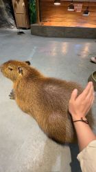 -Zoolung Zoolung动物主题公园(海信广场店)