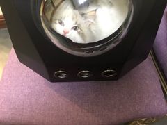 -宠爱国际动物医院· 猫科· 外科·中兽医(长白店)