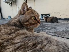 -瑞派蒂凯宠物医院·免疫点·宠保定点