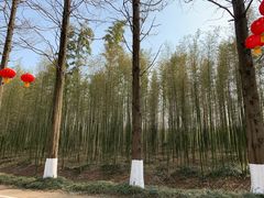 -黄海国家森林公园