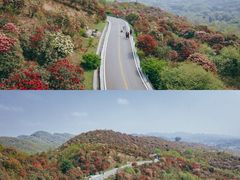 -贵州百里杜鹃风景名胜区