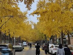 -三里屯东五街银杏大道