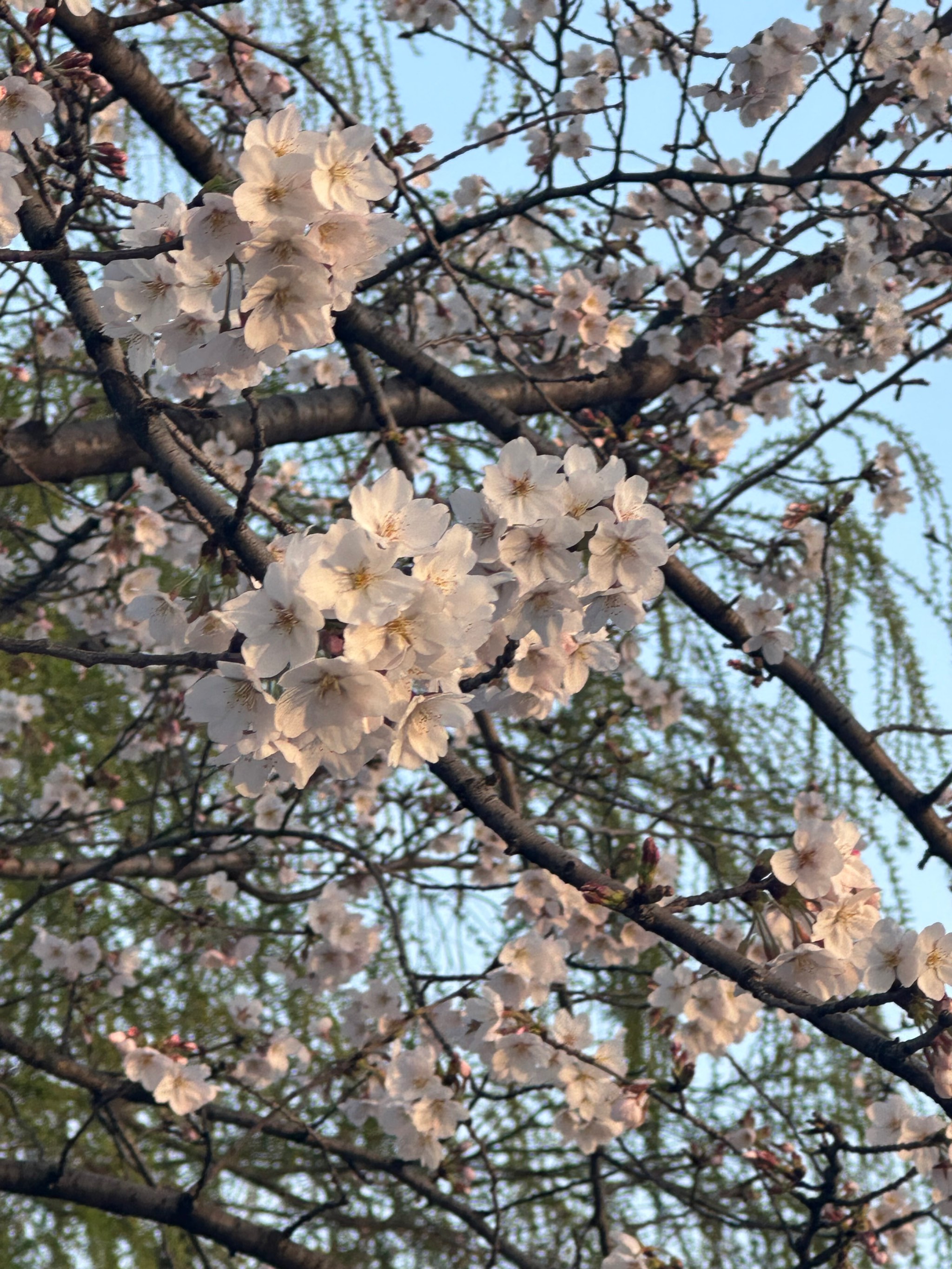 白樱花照片图片