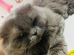 -我爱猫咪·猫咖·狗咖·安哥拉兔·羊驼咖(小寨华旗店)