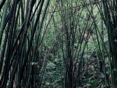 -凤栖山