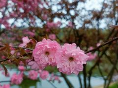 -苏州上方山国家森林公园