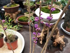 -龙大花卉苗木市场