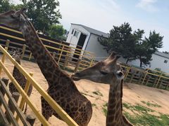 -西霞口神雕山野生动物世界