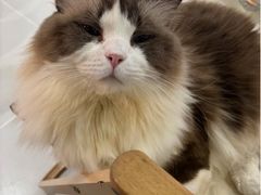 -藏猫猫咖啡主题馆(中央大道店)