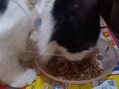 -纳吉亚猫专科动物医院博雅分院