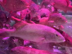 -海峡水产品交易中心(海鲜交易区)