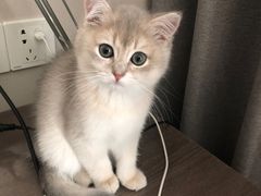 -东方名猫馆·英短金渐层布偶猫舍(环线广场1号楼店)