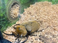 -上海大自然野生昆虫馆